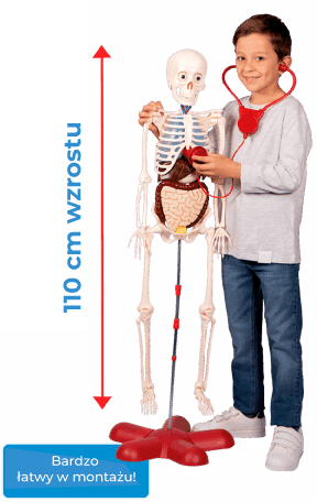 figura_PL_Cuerpohumano